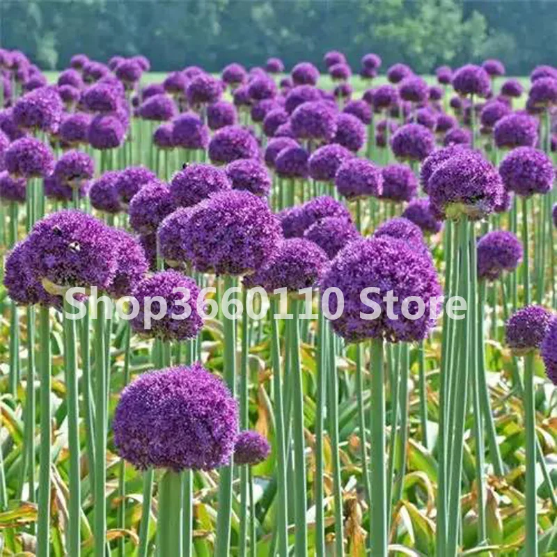 100 шт./упак. Seedsplants Giant Allium Giganteum красивый цветок-бонсай садовое растение в уровень почкования 95% редкий цветок для малыша - Цвет: 7