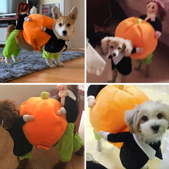Pumpkin Dog Costume Funny Halloween Dog Costume