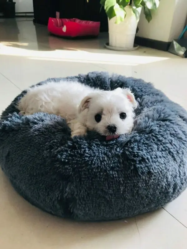 Newest Hot Comfortable Soft Plush Pet Calming Dog Cat Round Nest Sleeping Small Warm Bed 7 Colors Optional