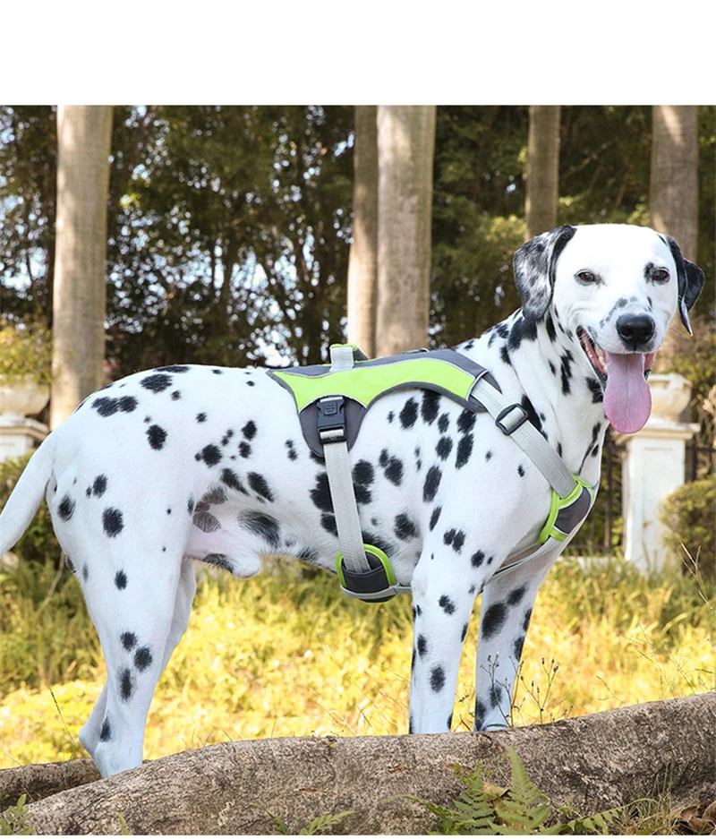 Harness Dog (12)