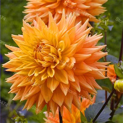 Редкий Dahlia бонсай, сладкий картофель Dahlia цветочное растение, красивые Многолетние цветы Dahlia pinnata flores для домашнего сада 100 план - Color: White