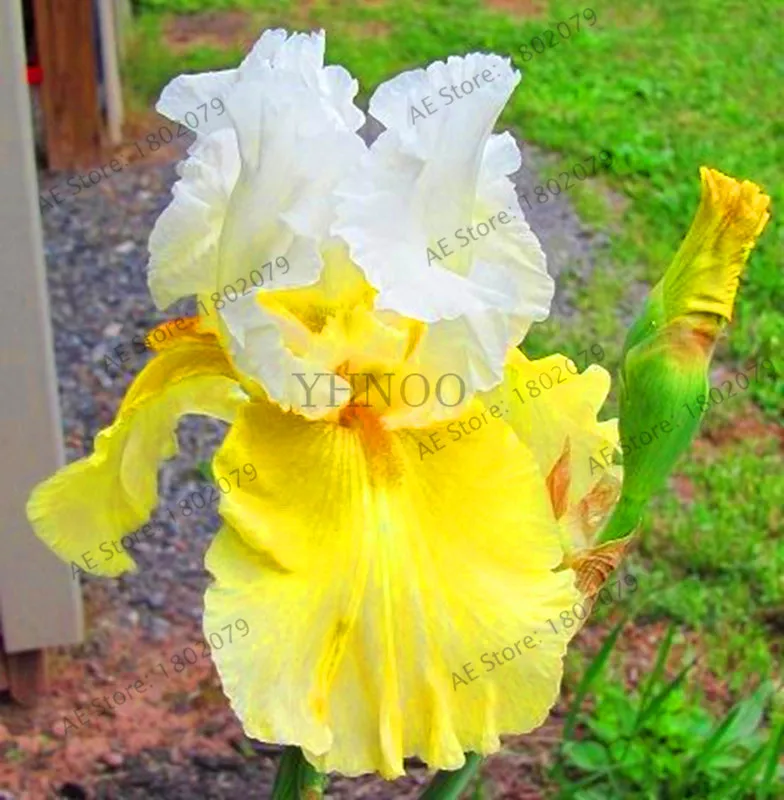 Горячая Распродажа!, горячая Распродажа, 100 РОЗОВЫЙ ИРИС бонсай, популярный многолетний Садовый цветок, великолепные срезанные цветы,# V5A3BO - Цвет: 7