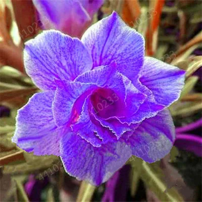 Распродажа! Новые 5 шт смешанные настоящие Adenium obesum пустынные розы цветы для дома и сада Семена бонсай растения для заказа образца - Цвет: 7