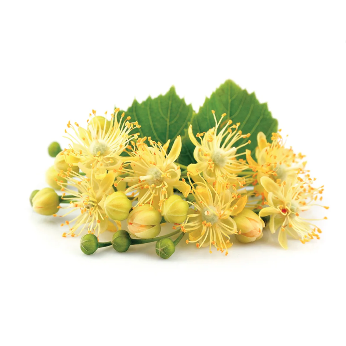 Известный бренд oroaroma натуральный Lime blossom эфирное масло кожа более компактный печени кондиционирования Lime blossom масла