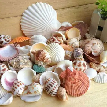

Aquarium Beach Nautical DIY Sea Shells Mixed Bulk Approx 100g