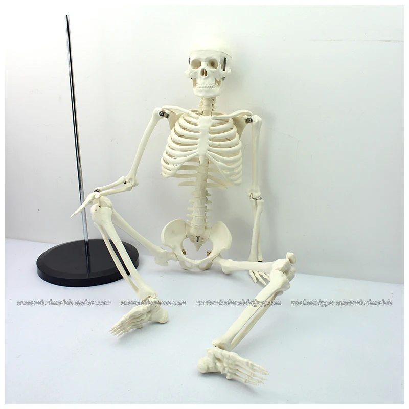 12366/Medical Plastic 85cm Medical skeleton white CMAM Human Skeleton Model Manikin | Канцтовары для офиса и дома