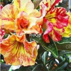 Сливовый Ngryise 5 шт. набор Adenium obesum пустынная Роза - Цвет: Сливовый