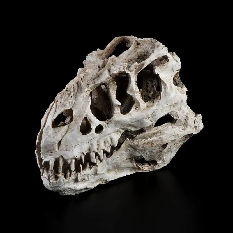 Tyrannosaurus Dinosaur Skull Resin Crafts Fossil Skeleton Teaching Model Halloween Home Office Decoration