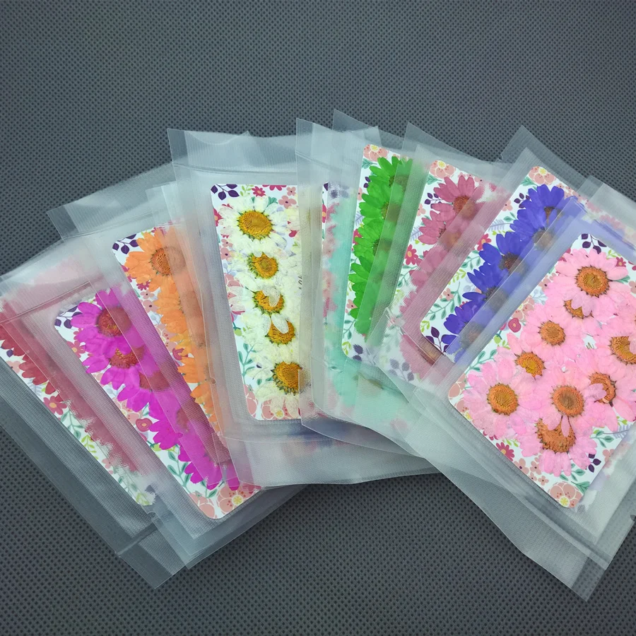  Chrysanthemum multicaule (5)