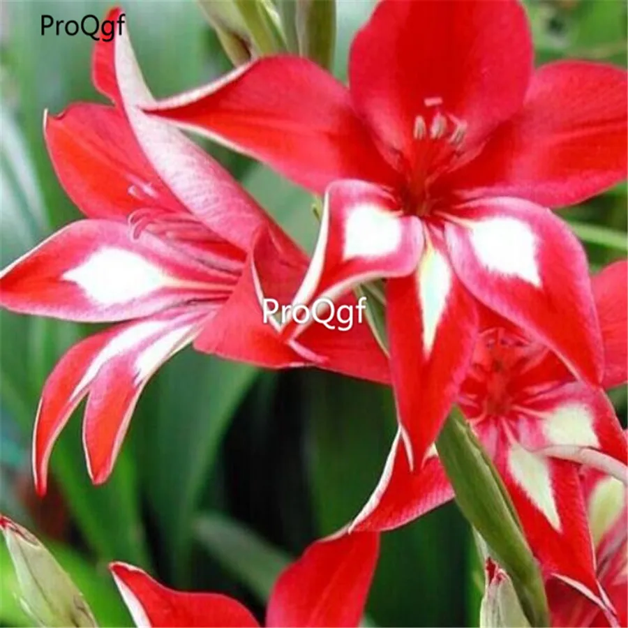 Ngryise 60 шт набор Vaniot Houtt gladiolus