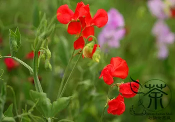 

Lathyrus Odoratus Sweet Pea Xiang-Wan-Dou