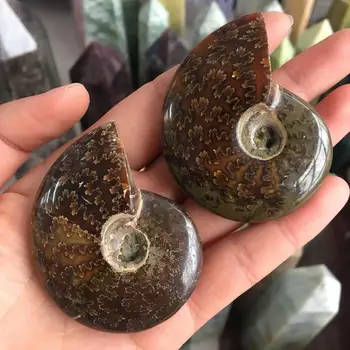

Spiral Ammolite Natural Ammonite Fossil Pure Natural Handicraft Pieces Played On Palms Nice Gift For Stone Collection