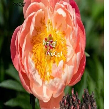 

Ngryise 15Pcs A Set Paeonia lactiflora Peony