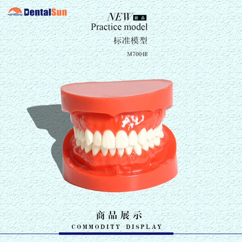 Стоматологический M7004R ортодонтический натуральный размер модель зубов-красный
