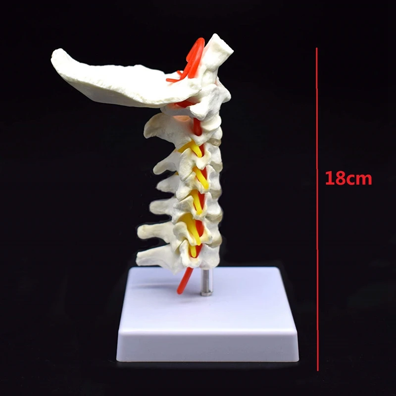 Cervical Vertebra Arteria Spine Spinal Nerves Anatomical Model Anatomy for Science Classroom Study Display Teaching Medical Mode