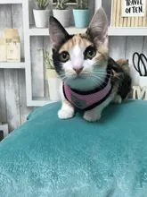 Arnés ajustable para perros y gatos, correa de plomo para pasear, collar para cachorros de malla de poliéster, medianos y pequeños