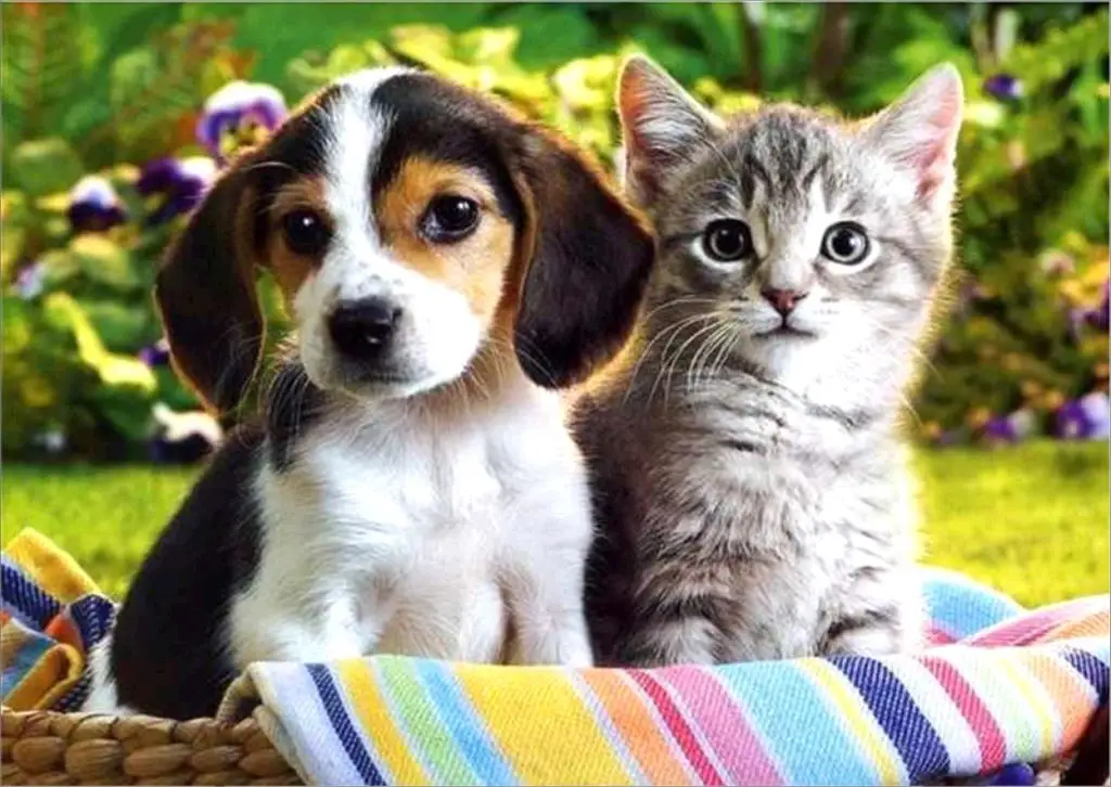 

DIY 5D Diamond Painting Animal Cats and dogs Cross Stitch diamond embroidery Needlework Patterns Rhinestone Home decor