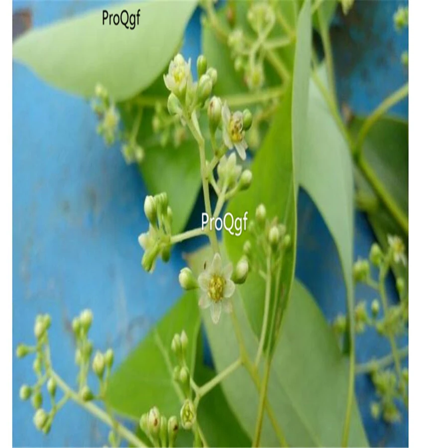 Ngryise 1000 шт набор Cinnamomum camphora