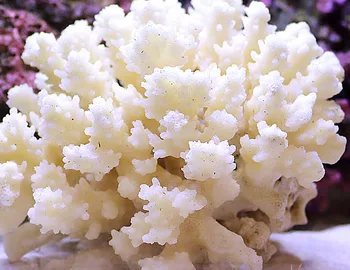 

Natural shell conch white coral reef fish tank landscaping aquarium decorative ornaments