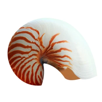 

14-16Cm 5.5-6.3Inch Natural Nautilus Seashell Tiger Chambered Nautilus Home Decoration