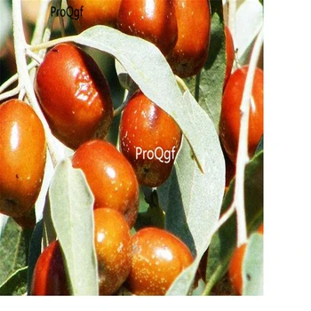 

Ngryise 300Pcs A Set Sand Date Tree Elaeagnus Angustifolia