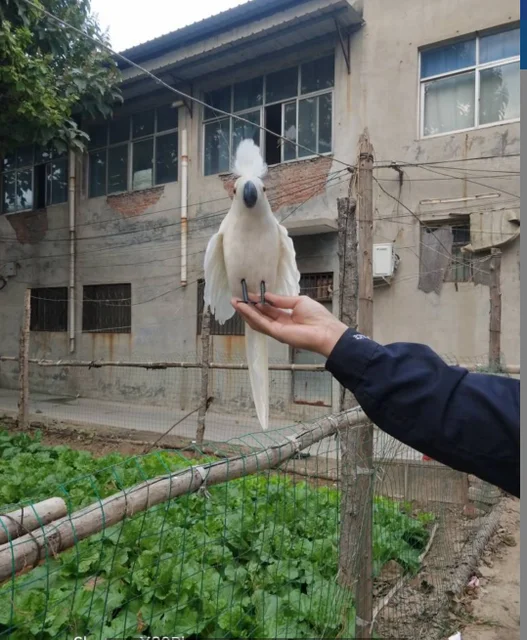 Umbrella Cockatoo Price In Sri Lanka Discounted Price www.meesenburg.kz