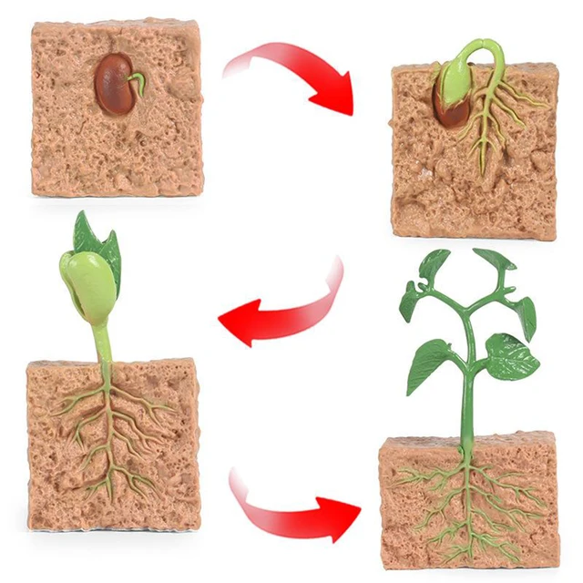 Kids Plant Seeds Growth Life Cycle Playset Cognitive Toys Teaching Aids 3