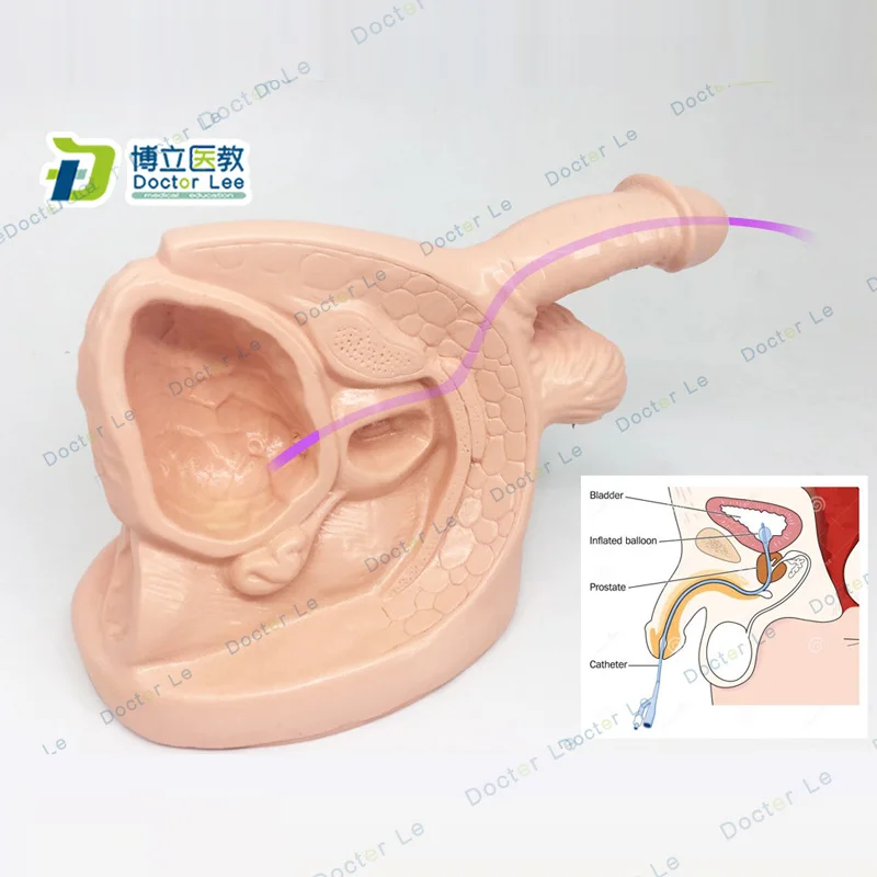 

Male Internal and External Genital Anatomy Catheterization Model Male Care Model with Logo Observation Model