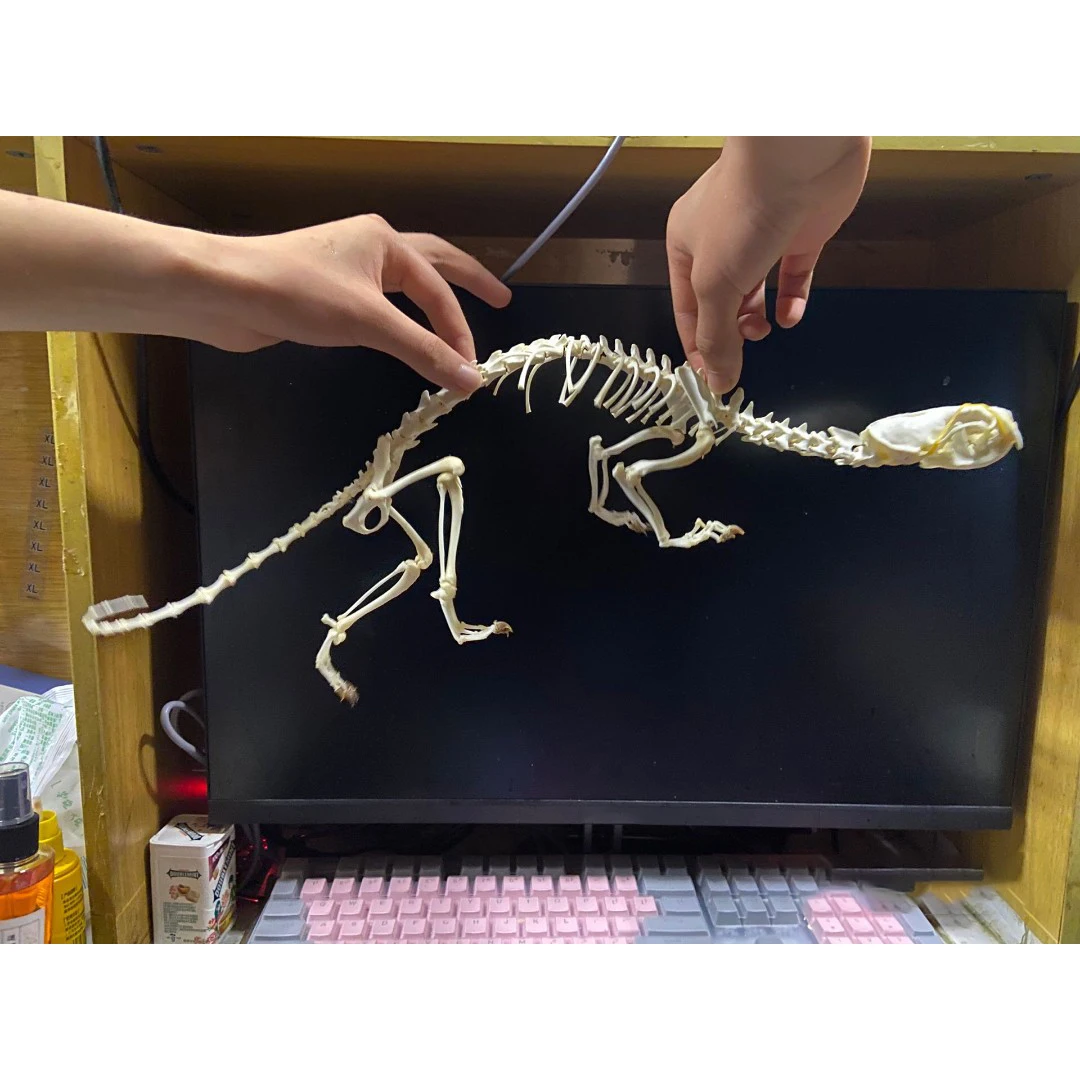 本物のキツネ/ミンク/ネコ科の骨格標本1個。 本物の動物の骨。 DIY が