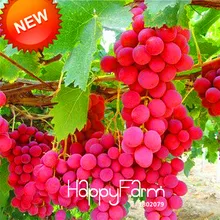Распродажа! 100 шт./пакет красная роза круглый винограда карликовые деревья передовые фрукты flores Natural вкусные садоводства фруктовых деревьев,# S3XDYD