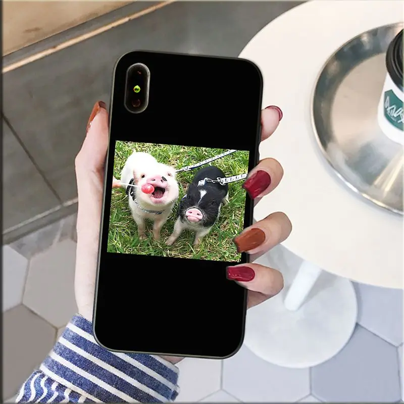 Cute Little Pink Pet Pig