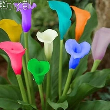 Калла Лилия бонсай, Дешевые лилиями в саду, Калла Лилия комнатные flores, цветок, растение, свадебная брошь-100 шт./пакет