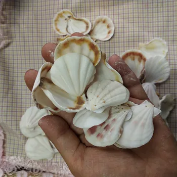 

50Pcs white holes conch Scallop Shell Natural Seashell from Sea Beach Large Shell With Holes for DIY Art Craft Decor