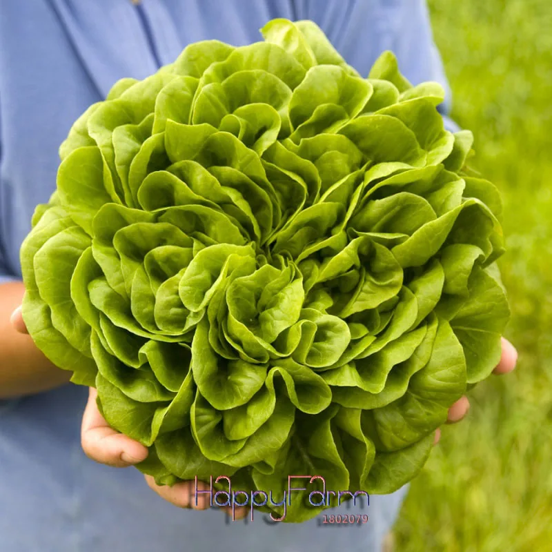 100 ИТАЛЬЯНСКИЙ салат бонсай хороший вкус, легко выращивать, профессиональная упаковка, отличный выбор салата, DIY домашний сад растение овощи,# SC00