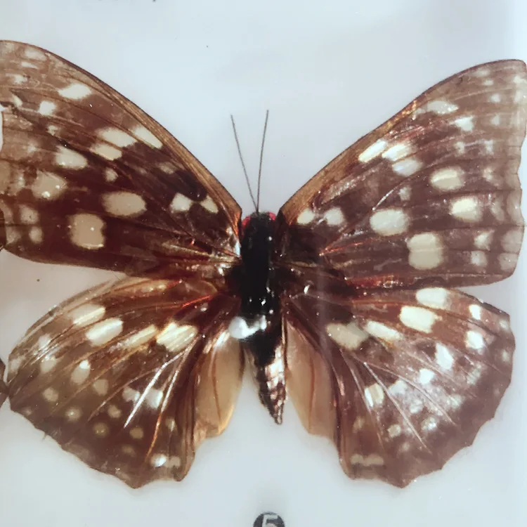 Silkworm Chrysalis Into Butterflies Development Process Specimen Model