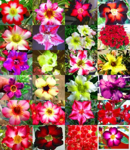 $1.39 5pcs Adenium Obesum - Desert Rose Flower SS