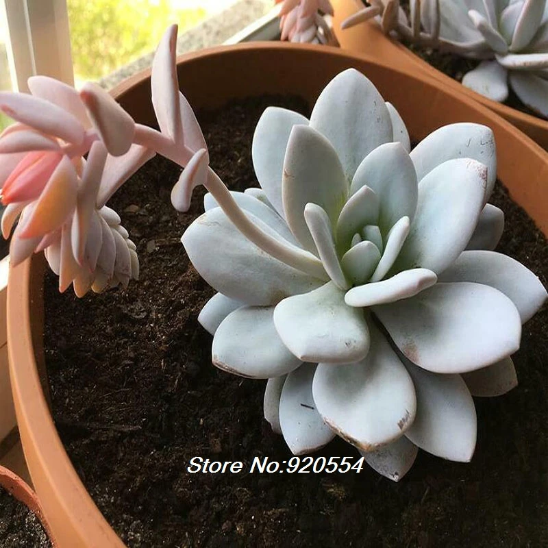 

Rare 10pcs Echeveria laui flower DIY home garden free shipping