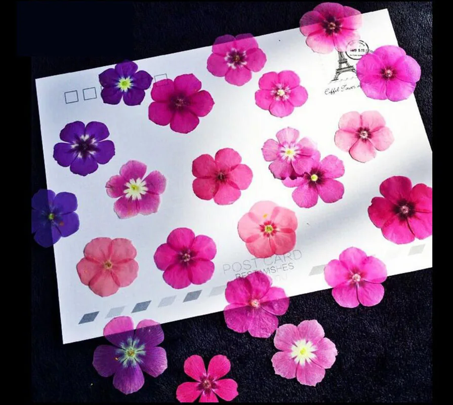 60 шт. прессованный высушенный смешанные Phlox Drummondii цветок гербарий из растений для