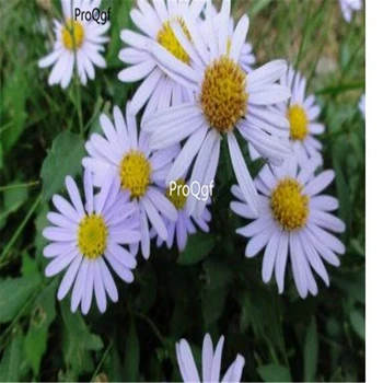 

Ngryise 8000pcs Kalimeris indica