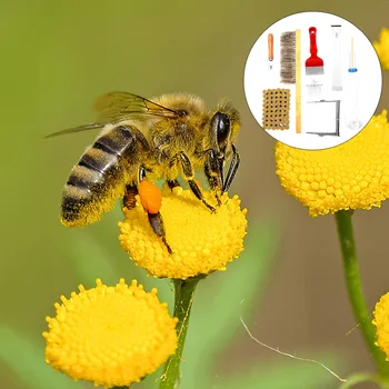 

1 Set of Beekeeping Tool Set Exquisite Durable Practical Useful Hand Tools Beekeeping Equipment Beekeeper Supplies for Indoor Ou