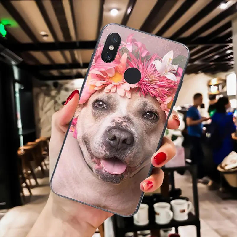 Pit Bull Lovely Dog