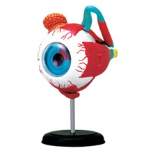 Genuine Product 4D MASTER Educational Assembled Toys Human Eyeball Organ Anatomical Model Medicine Teaching for Model