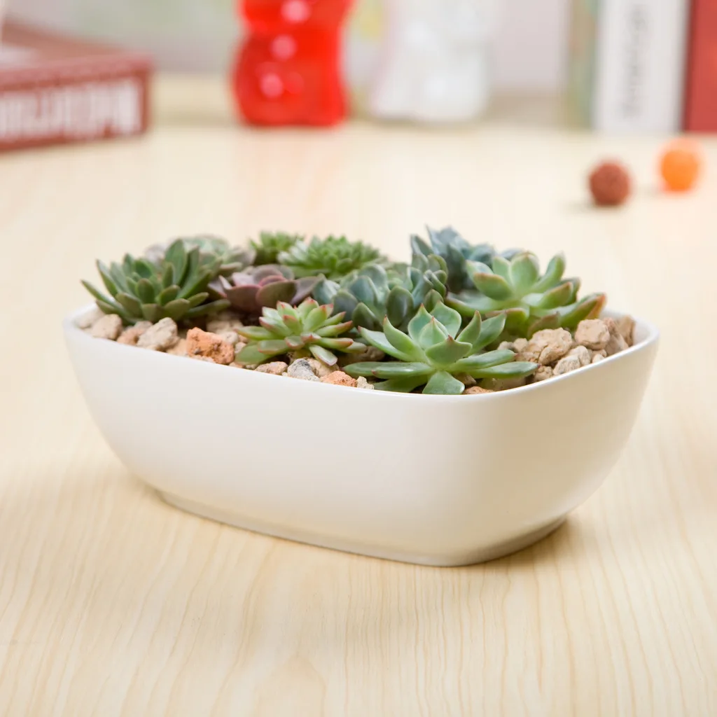 

Simple White Creative Succulent Ceramic Circular Bead Rectangular Zakka Platter with Large Flower Pot Factory Direct Supply Whol