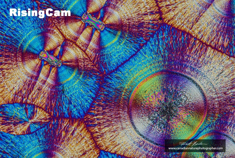 RisingCamAug16_07_1160