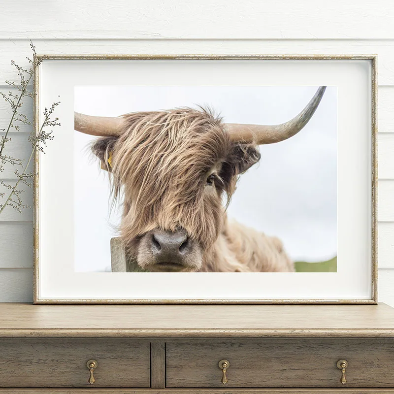 Highland корова Wall Art Холст Картины постеры с животными и принты Nordic украшение стены