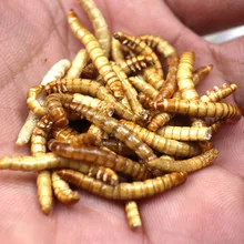 Bimoo 1ボトル鯉釣り餌ドライパンワーム淡水魚昆虫餌ミルワーム Aliexpress スポーツ エンターテイメント