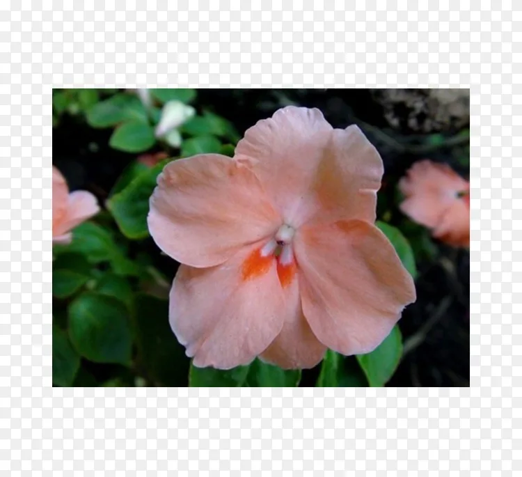 凤仙花属一年生植物草本植物png图片素材免费下载 图片编号 Png素材网