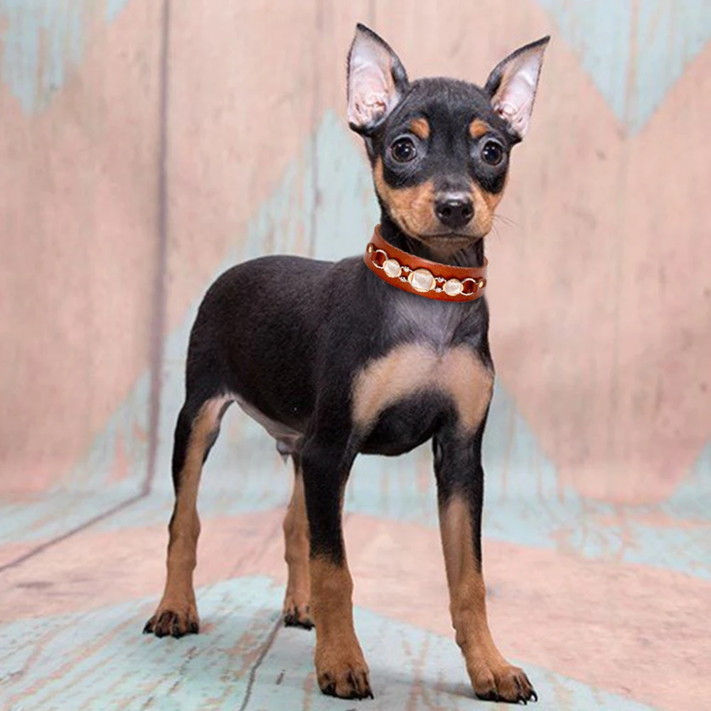Fashion Leather Dog Collar French Bulldog Rhinestone Pet Collar Perro For Small Medium Dogs Metal Accessories Pet Collars  My Pet World Store