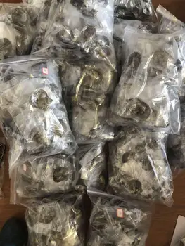 

Fedex Shipping! Bulk 100 Akoya Oysters with 6-8MM Round Pearl inside, Saltwater Oyster with Pearl Mix 66 Colors XH6802