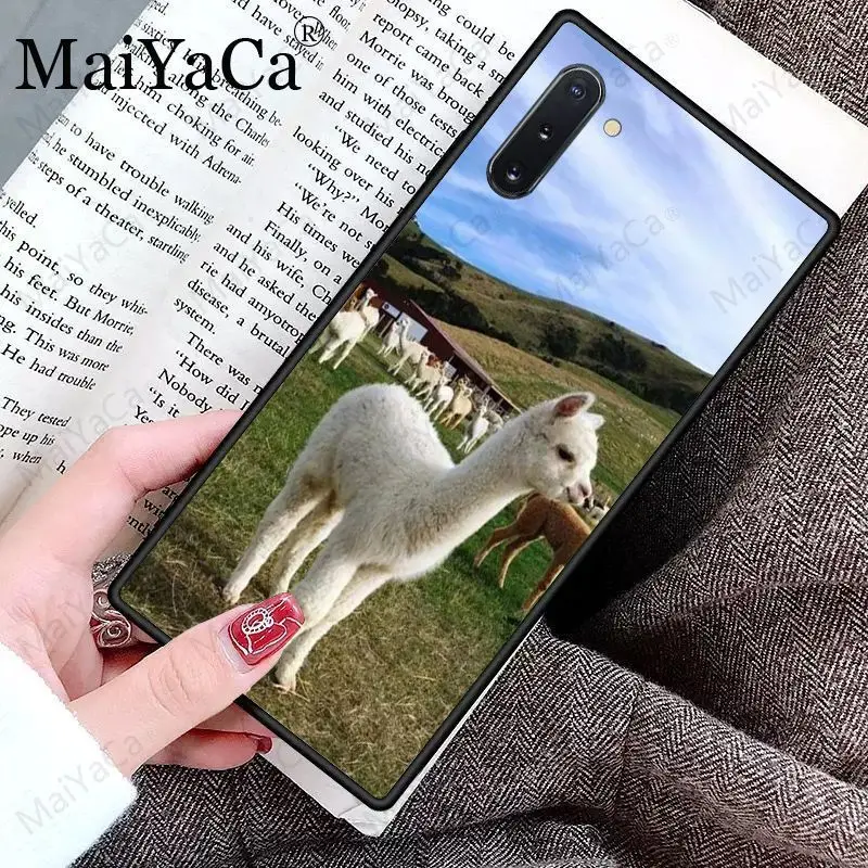 Cute Goat Meme Alpaca